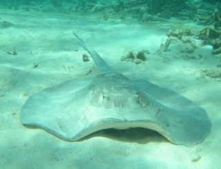 Maravillas del fondo del mar